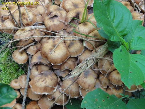 Armillaria mellea - 