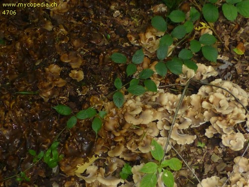 Hohenbuehelia petaloides - 