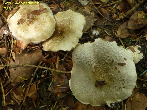 Tricholoma pardinum var. filamentosum - 