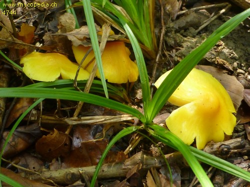 Hygrocybe obrussea - 