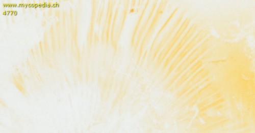 Russula nauseosa - Sporenabwurf / Sporenfarbe - 