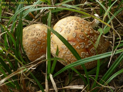 Amanita rubescens - 