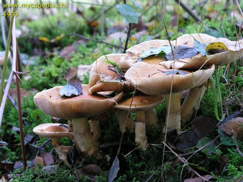 Cortinarius triumphans - 