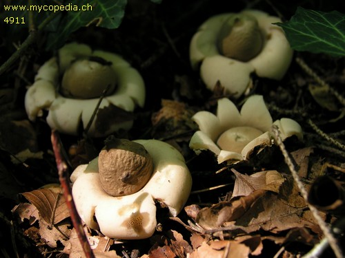Geastrum fimbriatum - 