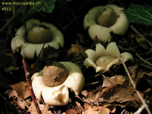 Geastrum sessile - 