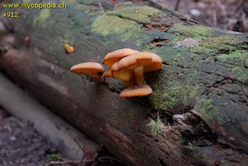 Gymnopilus sapineus - 