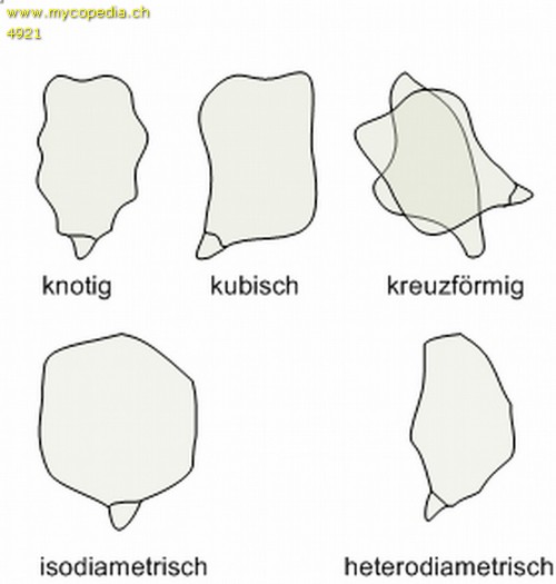 isodiametrisch - 