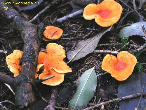 Hygrophoropsis aurantiaca - 