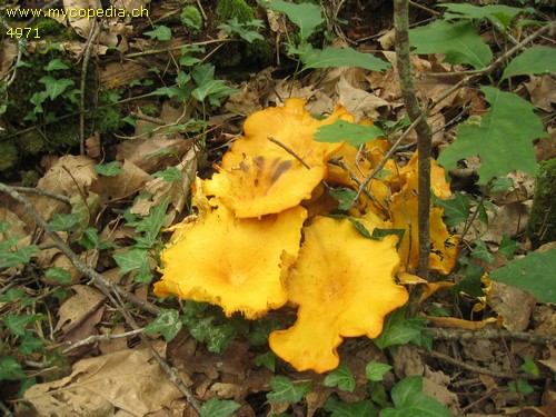 Omphalotus illudens - 