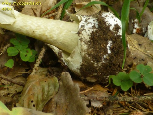 Amanita phalloides - 