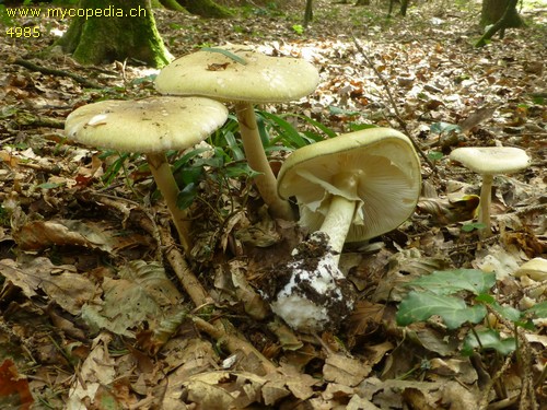 Amanita phalloides - 