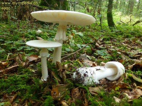 Amanita phalloides var. alba - 