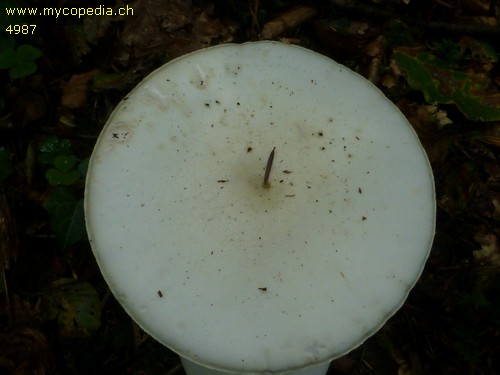 Amanita phalloides var. alba - 