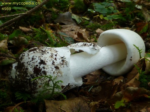 Amanita phalloides var. alba - 