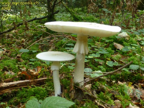 Amanita phalloides var. alba - 