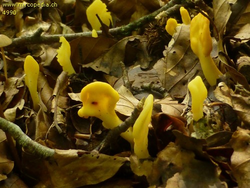 Spathularia flavida - 