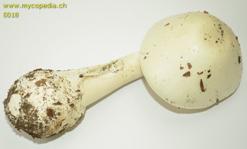 Amanita phalloides var. alba - 