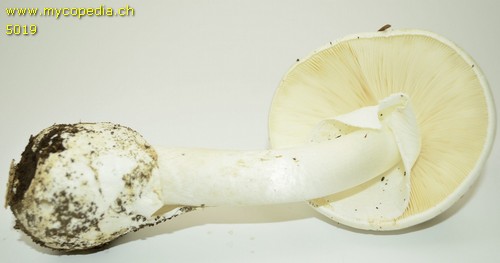 Amanita phalloides var. alba - 