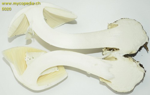 Amanita phalloides var. alba - Querschnitt - 