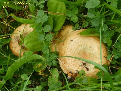 Lactarius salmonicolor - 