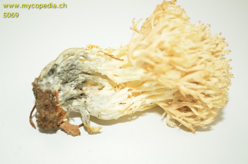 Clavulina coralloides - 