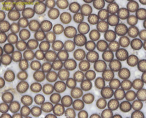 Ustilago maydis - Spore/n - 