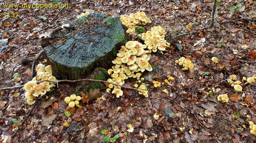 Hypholoma fasciculare - 