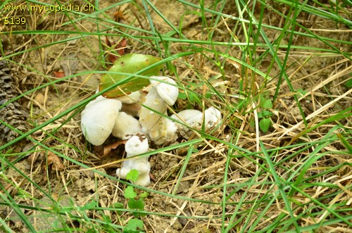 Hypomyces chrysospermus - 