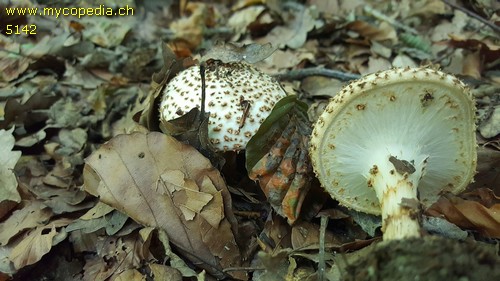 Echinoderma echinaceum - 
