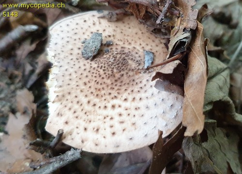 Echinoderma echinaceum - 