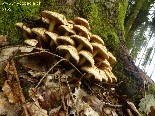 Pholiota squarrosa - 