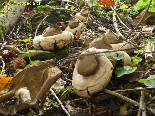 Geastrum sessile - 