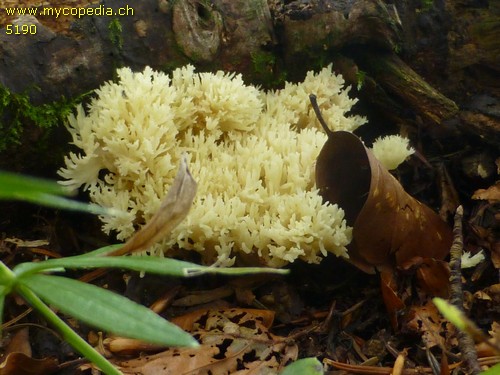 Clavulina coralloides - 