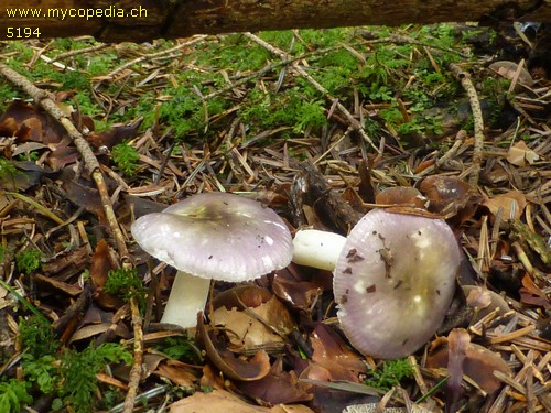 Russula cavipes - 