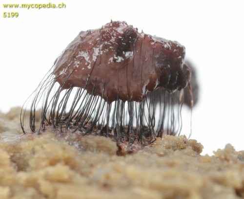 Stemonitis fusca - 