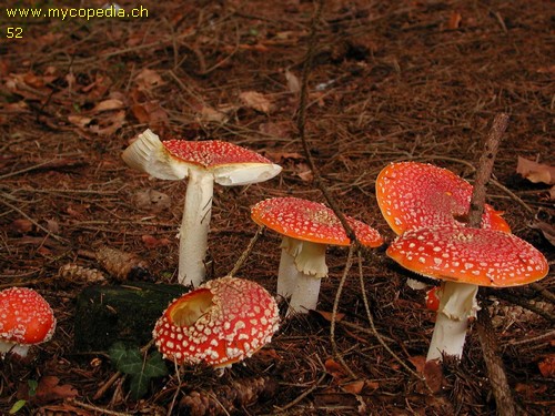 Amanita muscaria - 