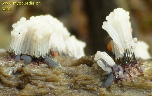 Stemonitis fusca - 