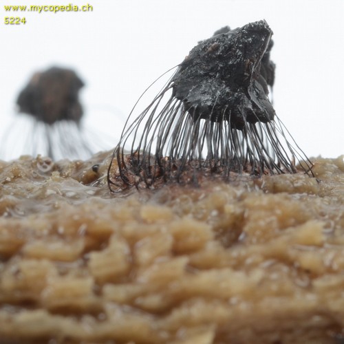 Stemonitis fusca - 