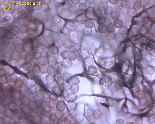 Stemonitis fusca - 