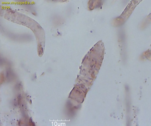 Tricholoma fracticum - HDS - 