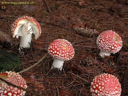 Amanita muscaria - 