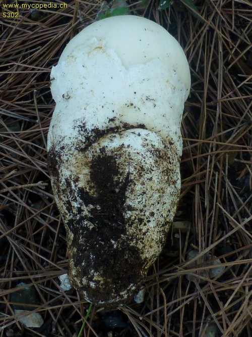 Amanita proxima - 