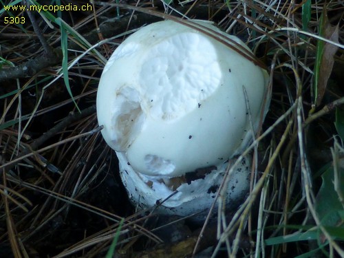 Amanita proxima - 