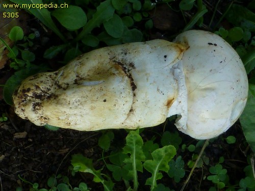 Amanita proxima - 