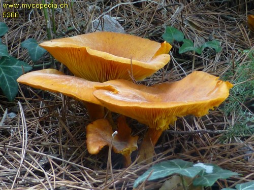 Omphalotus olearius - 