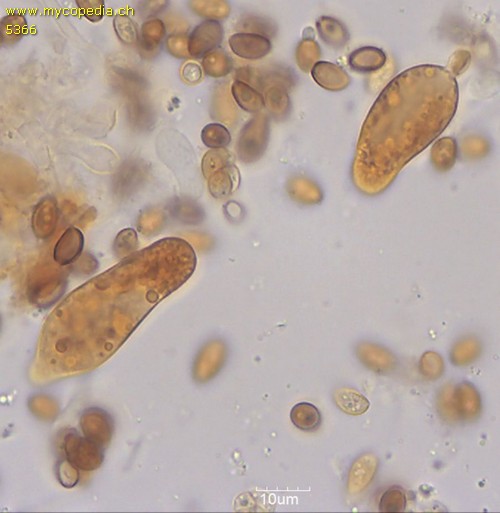 Hypholoma lateritium - 