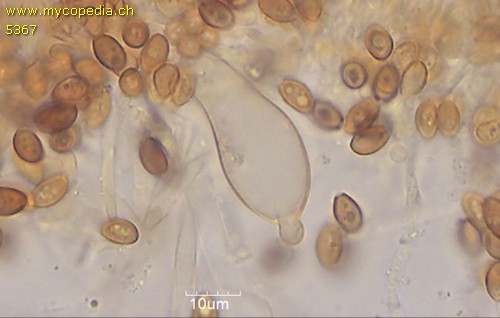 Hypholoma lateritium - 