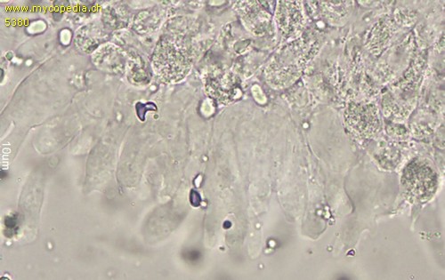 Mycena zephirus - Cheilozystiden - Wasser  - 