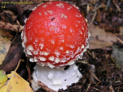 Amanita muscaria - 