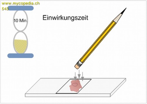 Primordialhyphen - 